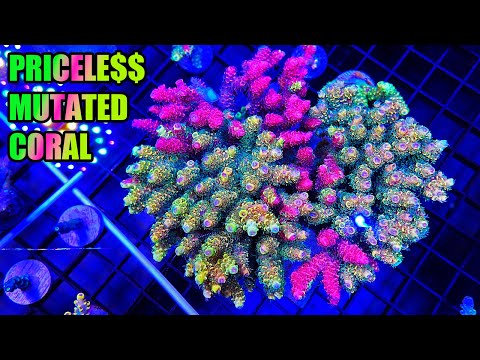 The Most VALUABLE Coral in the Reefing Hobby: Rainbow Splice Acropora