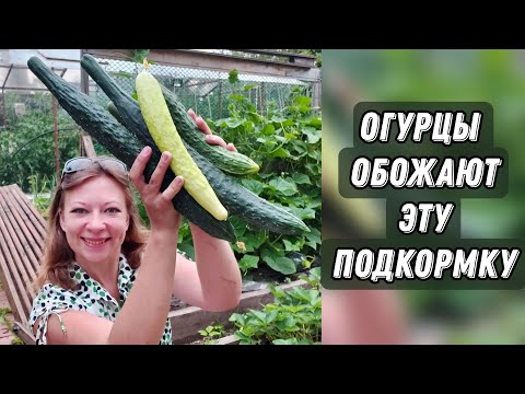 Три Подкормки Для Огромного Урожая Огурцов Быстро и Просто | Огурцы в открытом грунте