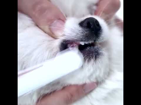 Pet Pawfect Brush Set: Pamper Your Paws!