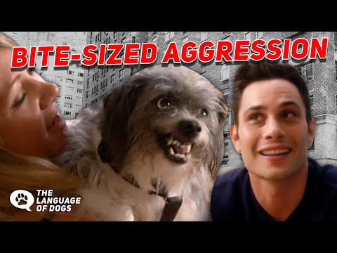 Aggressive Family Dog Fixed W/ Dog-Expert Justin Silver