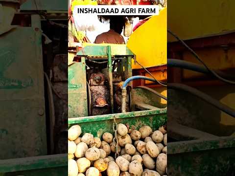 Potato Seeding || DAAD'S AGRI FARM || #farming #shortvideo #shorts #potato #agriculture