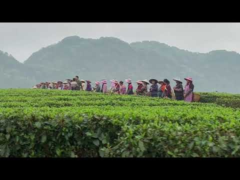 曾晓辉出席“2019首届中国·英德红茶头采节-积庆里会场春茗汇活动”