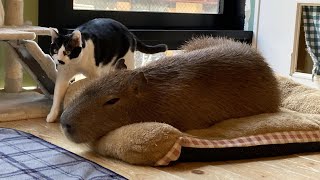 【カピねこカフェ吉祥寺】ねこの日だよきくらげちゃん