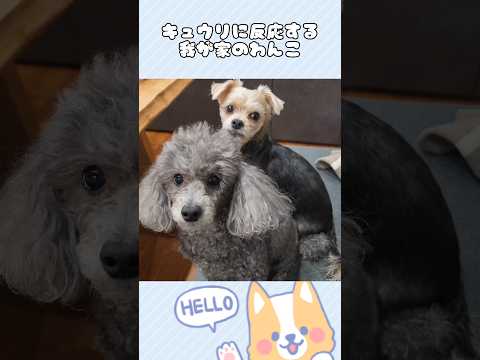 【わんこの日常】キュウリ食べる？キュウリのワードに反応するワンちゃん【かわいい犬の動画】#shorts #トイプードル #ヨーキー