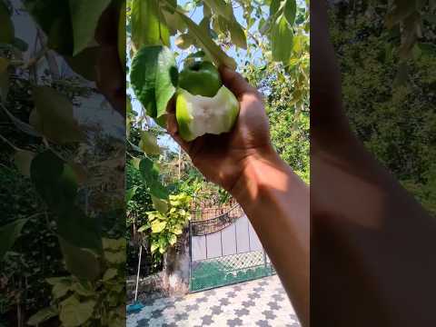 Ber Apple picking 🍏🍏🍏 subscribe me #shorts #apple #fruitcutting#viral #gardening