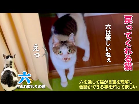 おしゃべり猫の六は私の言葉を理解し気持ちを分かってくれる猫 | [生まれ変わりの猫] 六