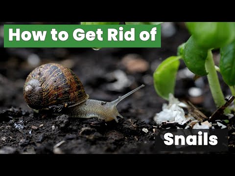 How to Get Rid of Snails Easily with Simple Home Remedies & Proven Tips That Work!