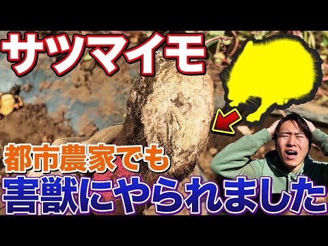 【マジかよ…】収穫前のサツマイモが〇〇によってやられました