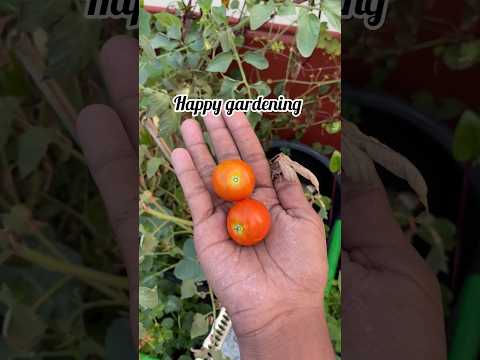 Tomatoes day to day update 🫶🪴