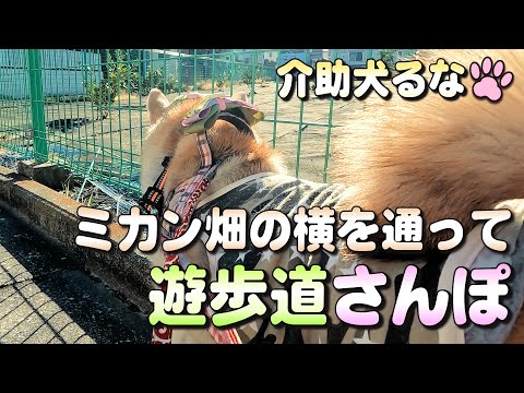 【柴犬介助犬】のんびり遊歩道さんぽ［柴犬介助犬るな］