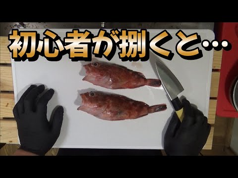 初心者が自分で釣ったカサゴを捌くと…　料理初心者の中年男子