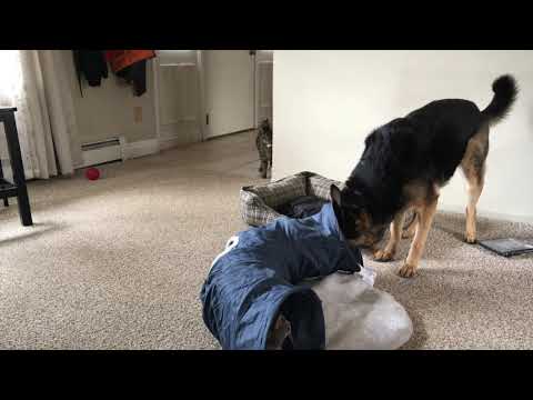 Big German Shepherd playing gently with a kitten - Big Dog playing with cat Ep155