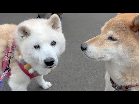 やっぱり柴犬あいたんは世界一可愛い。