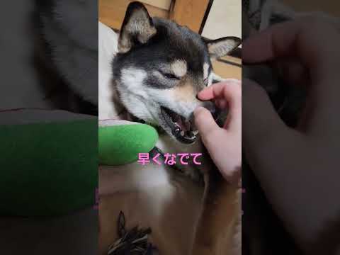 こんな顔でも甘え中#保護犬 #保護犬を家族に #多頭飼育崩壊 #柴犬 #柴犬のいる暮らし