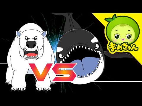 シャチ vs ホッキョクグマ | 動物バトル | まめきゅん MAMEKYUNN