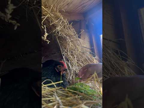 Breakfast in bed for the sweetest gal on the farm! #shorts