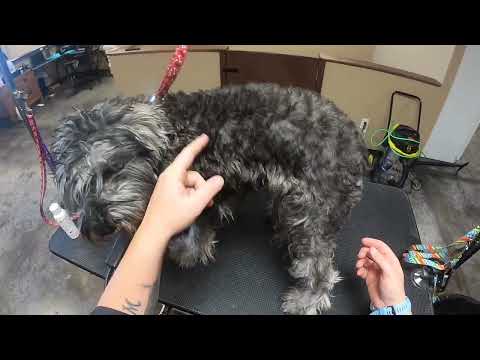 SEVERELY Matted Schnauzer