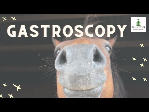 Equine Gastroscopy Tips and Tricks