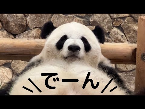 【速報】登場パンダ全員クセつよ🤭今日のパンダファミリー 良浜 結浜 彩浜 楓浜🐼