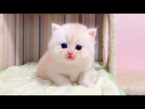 【マンチカンの子猫】何だその歩き方は!?という子猫の件 ～猫のいる生活Vol.1053～出産動画 マンチカン短足・ミヌエット・ペルシャ猫専門ブリーダー『ペット蔵人』【子猫の成長記録】