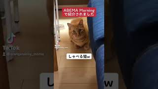 TikTokで1000フォロワーのしゃべる猫