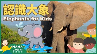 ALL about Elephants for Kids in Chinese 認識大象 🐘 | Cute Animals 可愛動物 | Animal Facts in Chinese 看動物學中文