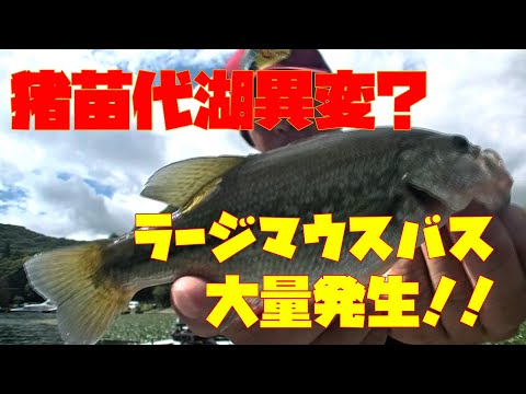 ラージマウスバス入れ喰い！猪苗代湖にラージマウスバス大量❓️【EP.404】