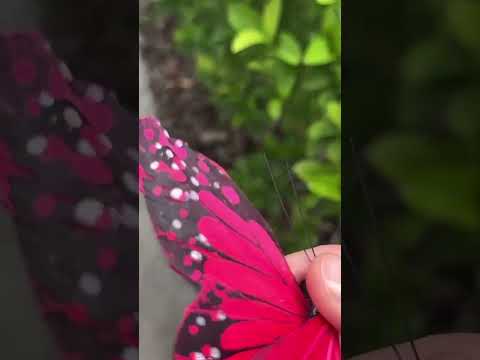 I Couldn't Believe This Butterfly!