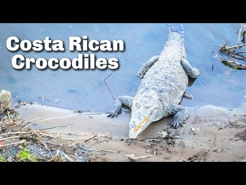 Costa Rica Crocodiles | Crocodile Bridge #shorts