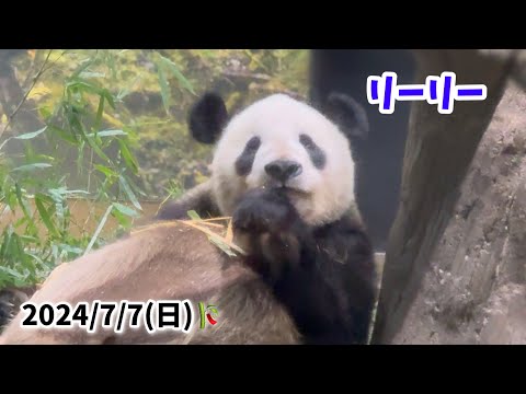 【お部屋で過ごすリーリー🐼🎋】〜2024/7/7(日)上野動物園〜