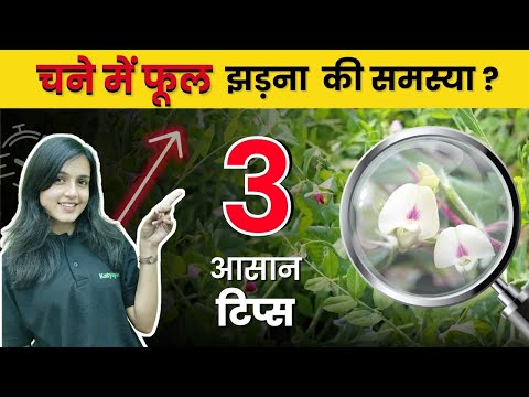 चने की फसल में फूल झड़ने से रोकने के 3 गुप्त उपाय | रिकॉर्ड तोड़ उत्पादन पाएं गारंटी के साथ