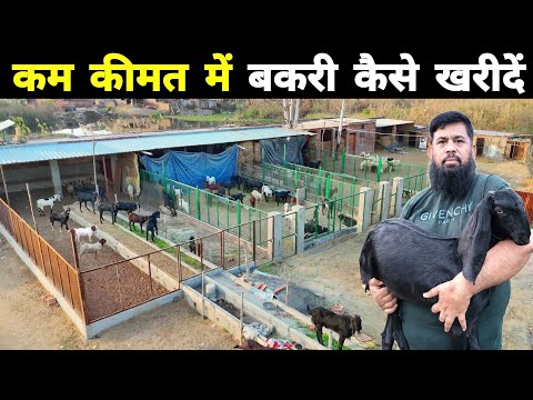 नजीर खान से जानिए है बकरी की असली कीमत | Goat market | Bakra mandi