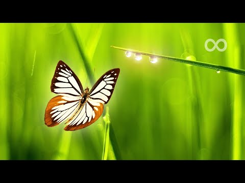 Beautiful Piano Music - Relaxing Music, Study Music, Stress Relief, Sleep Music (Flora)