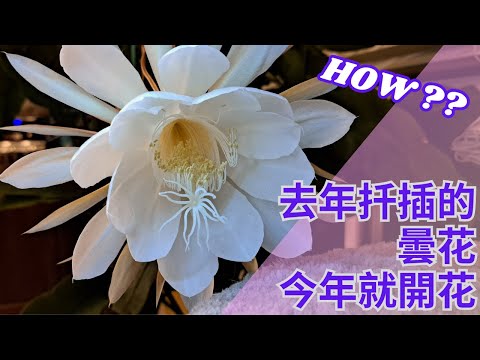 去年扦插的曇花，不到一年就開花。我是怎麼做到的？#昙花扦插技巧 #怎麼讓花蕾不掉？#昙花 #曇花 #cactus #昙花扦插 #园艺