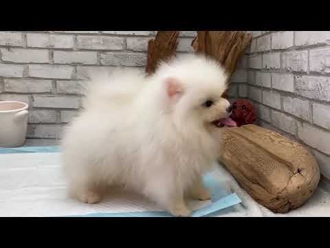 Pomeranian - Carroll