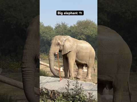 Big elephant male 😱#short #shorts #viralvideo #youtubeshorts #elephant #zoo #animals #travel