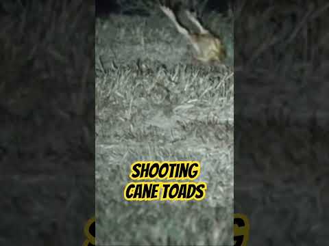 Shooting cane toads #ozziereviews #canetoads #toads #22lr #shooting #slomo #slowmotion #australia