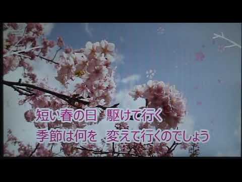 ◆ オリジナル曲 ◆　　” 桜道 ”　　　cover // picco