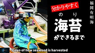 Video of how seaweed is harvested