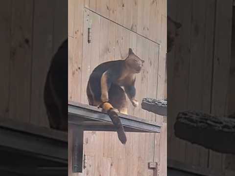 Very Cute Tree Kangaroo