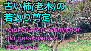 古い柿(老木)の若返り剪定　＃透かし剪定　＃富有柿　＃樹高3.5m  ＃rejuvenation pruning of old persimmons(old trees)