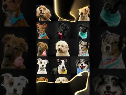 Annual Class Photos at Canine Crews 9/26! #chicagodog #dogs #puppy #gooddog