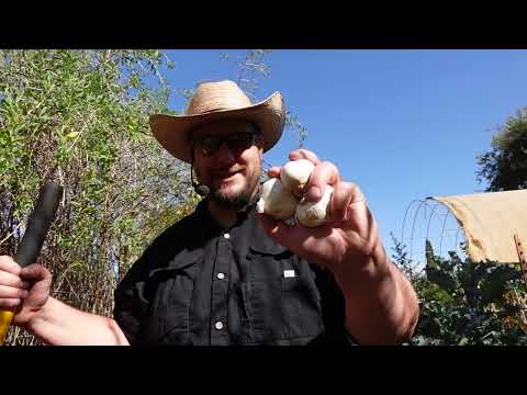 Planting & Harvesting Food Crops In The Backyard Food Forest Garden!