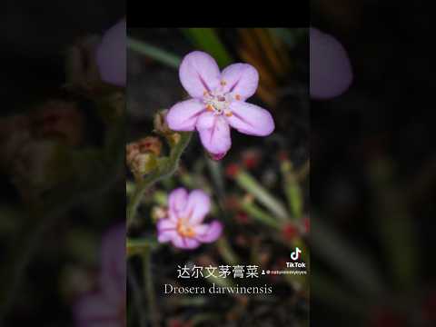 Drosera darwinensis 达尔文茅膏菜