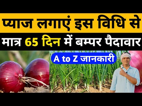 pyaj ki kheti kaise kare। pyaj ki kheti।onion farming