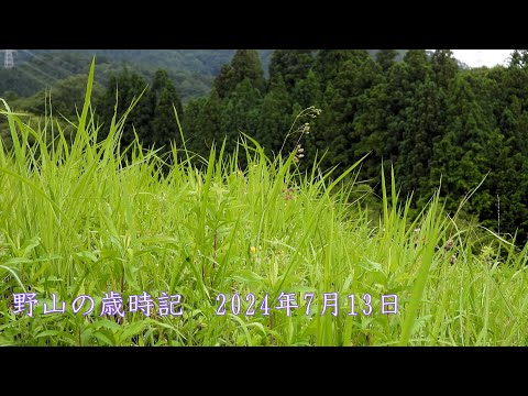 野山の歳時記　夏に咲く山野の花と新葉のシダ　2024年7月13日