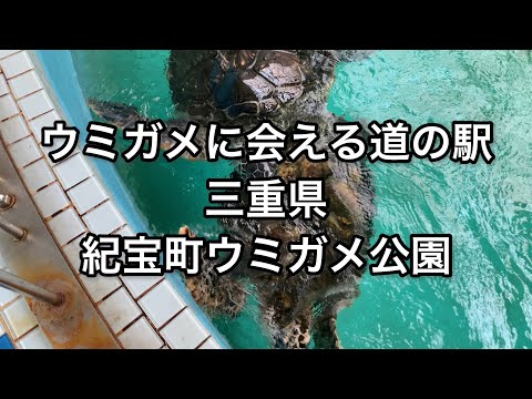 【三重】ウミガメに会える道の駅。紀宝町ウミガメ公園に行ってきました【mie】