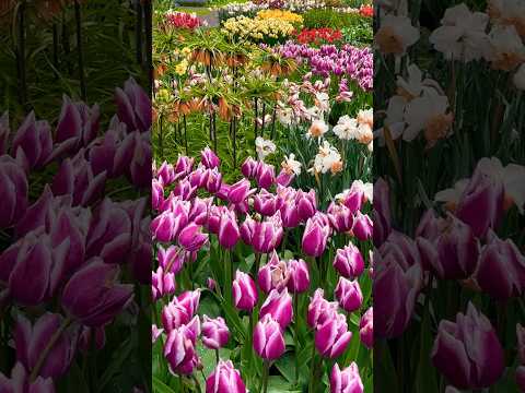 Tulips #flowers #spring #nature #relaxing #garden #travel #trending #travelvlog #trendingshorts #fyp