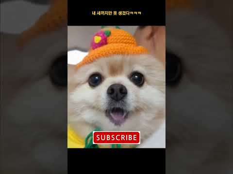 내새끼지만 못생겼누~~#shorts #아파트챌린지 #강아지 #puppy