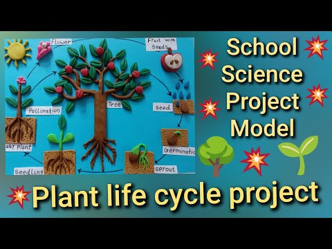 Life Cycle Of Tree Or Plant 🌳 / Seed Germination 🌾/ Seed to Plant Life Cycle🌻